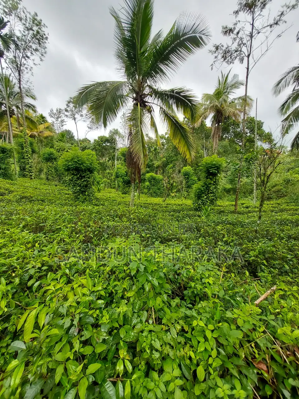 Land for Sale in Lunugala-Badulla