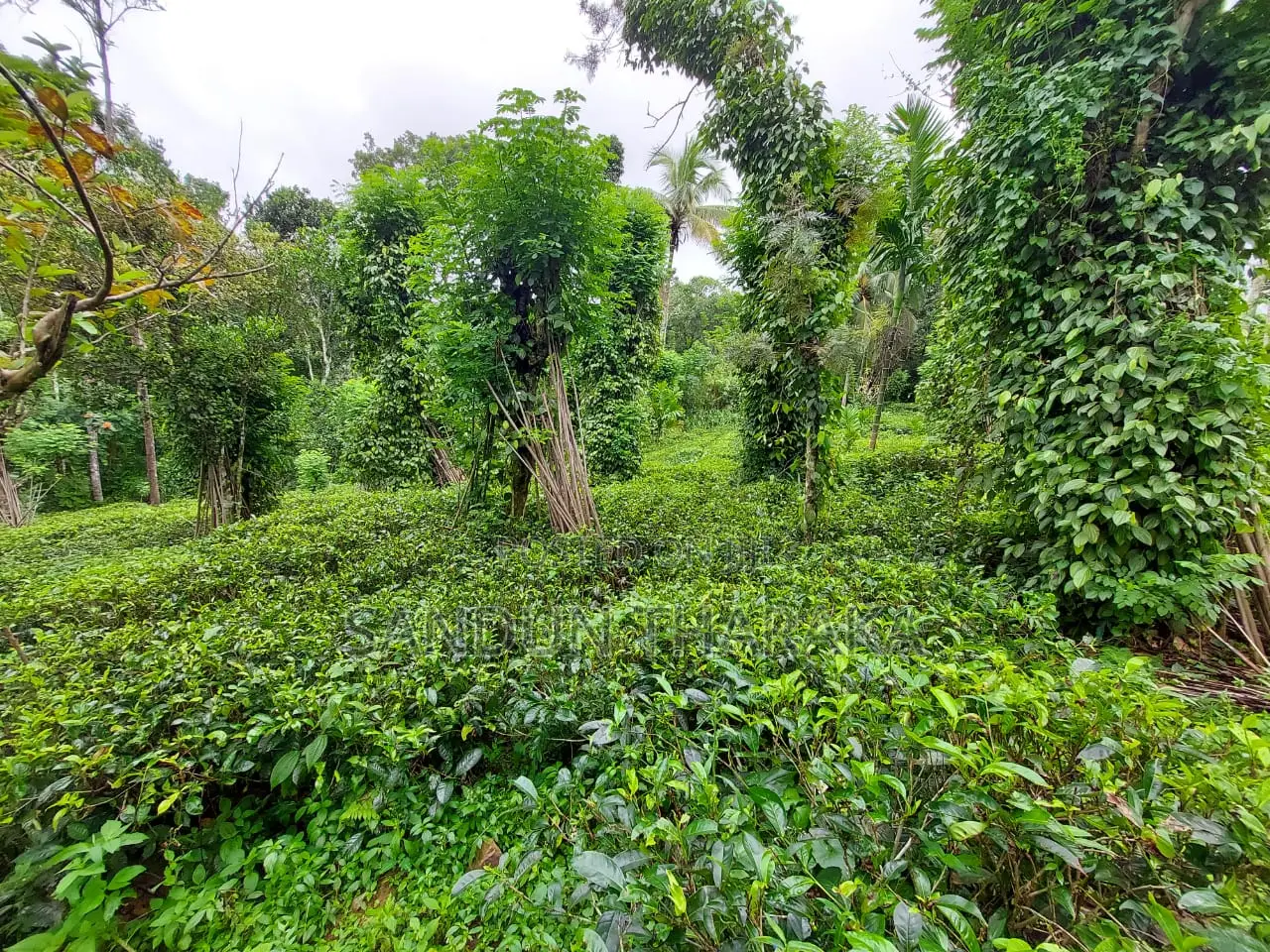 Land for Sale in Lunugala-Badulla