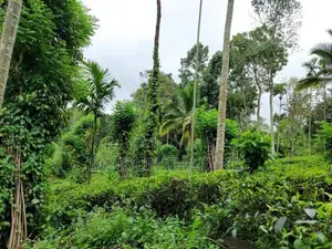 Land for Sale in Lunugala-Badulla