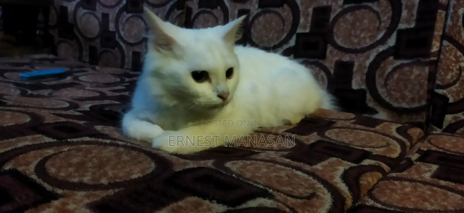 1-3 months Female Purebred Turkish Angora