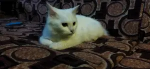 1-3 months Female Purebred Turkish Angora