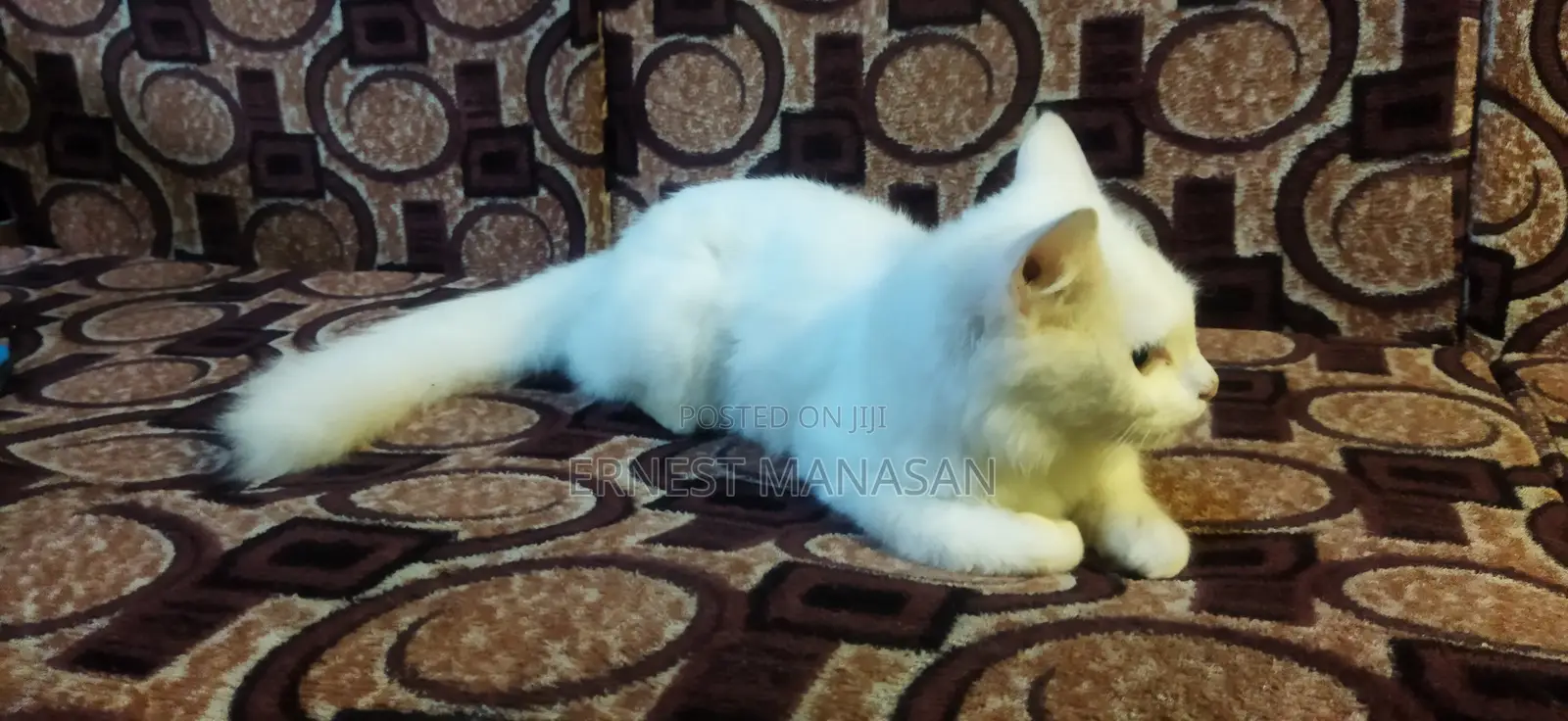 1-3 months Female Purebred Turkish Angora