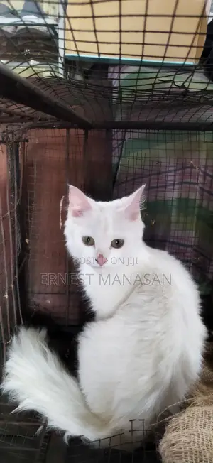 1-3 months Female Purebred Turkish Angora