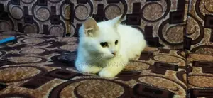 1-3 months Female Purebred Turkish Angora