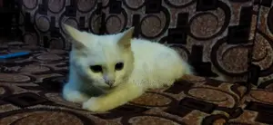 1-3 months Female Purebred Turkish Angora