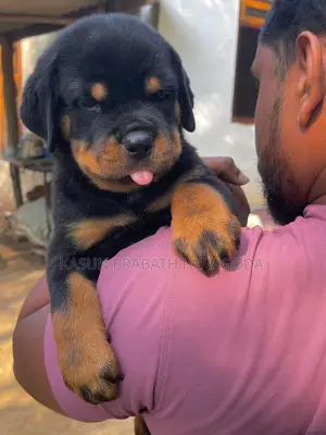 1-3 months Male Purebred Rottweiler