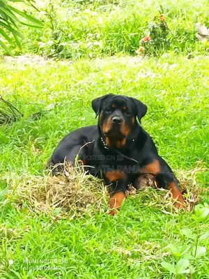 1-3 months Male Purebred Rottweiler