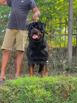 1-3 months Male Purebred Rottweiler