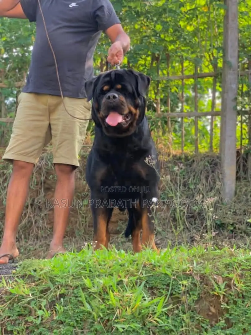 1-3 months Male Purebred Rottweiler