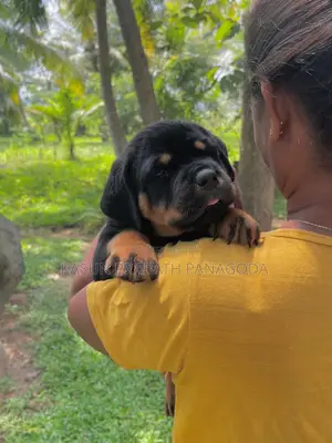 1-3 months Male Purebred Rottweiler