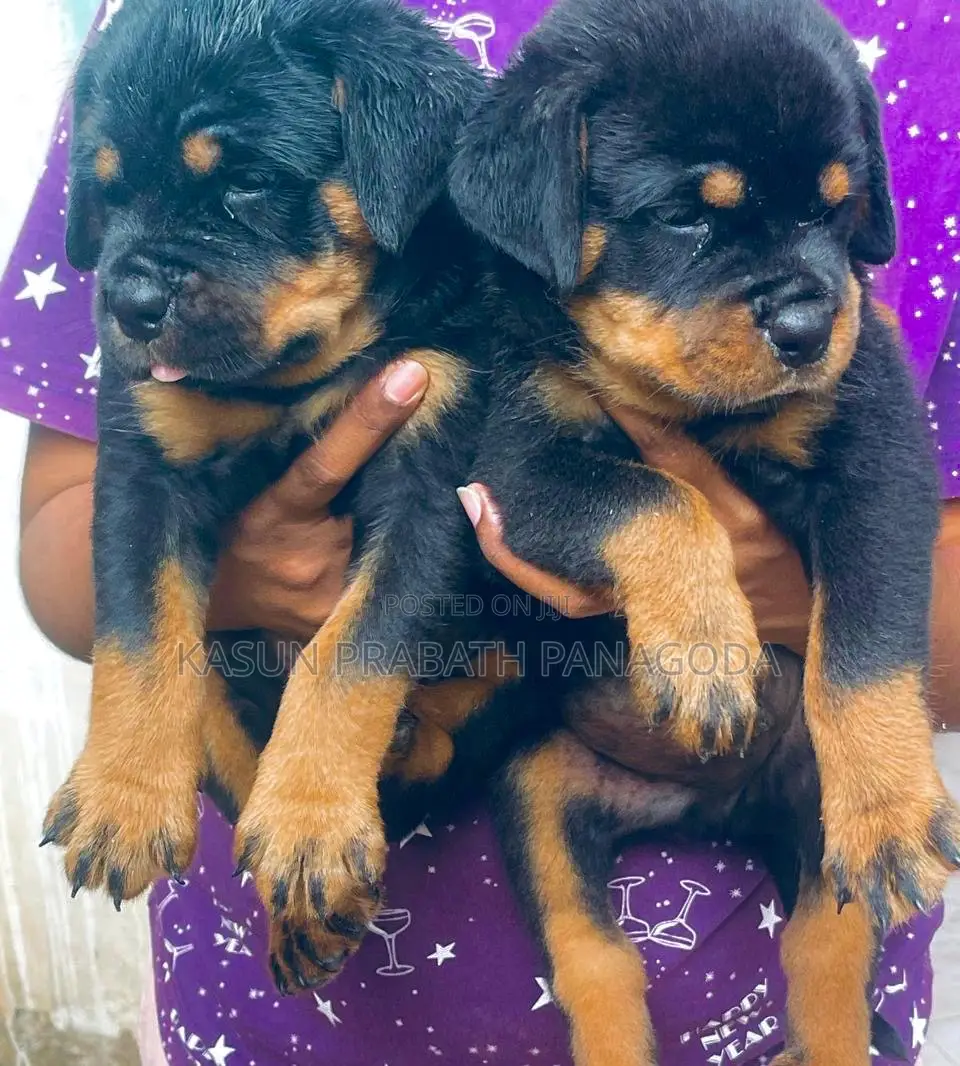 1-3 months Male Purebred Rottweiler