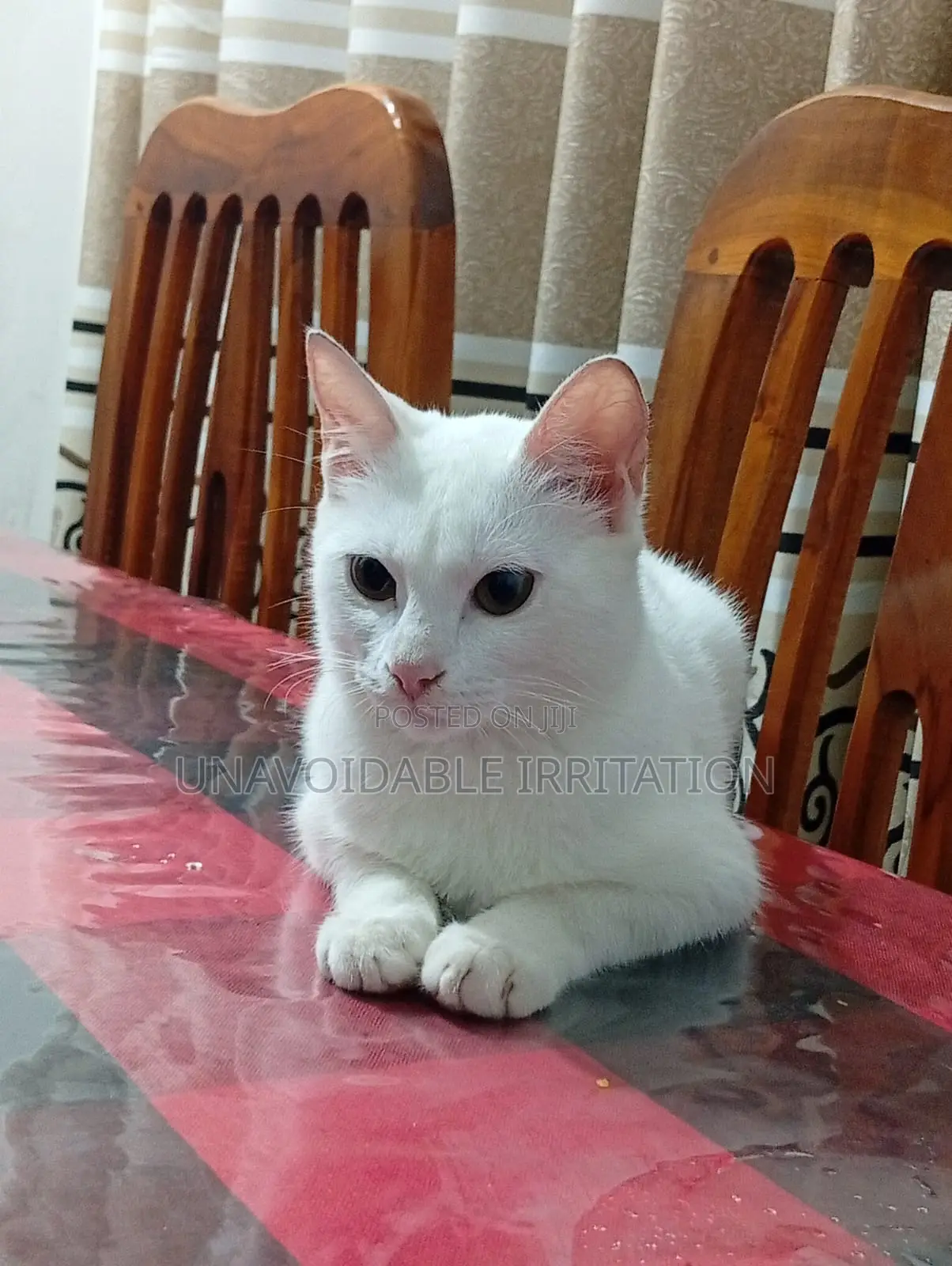 3-6 months Female Purebred Turkish Angora