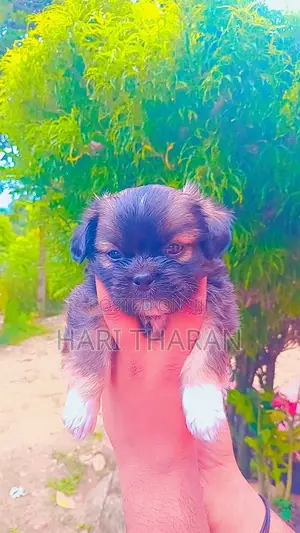 1-3 months Female Purebred Shih Tzu