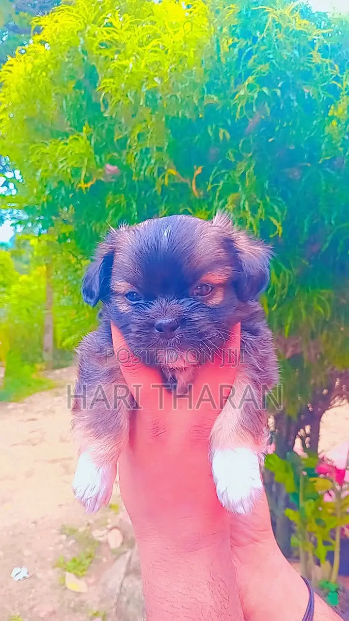 1-3 months Female Purebred Shih Tzu