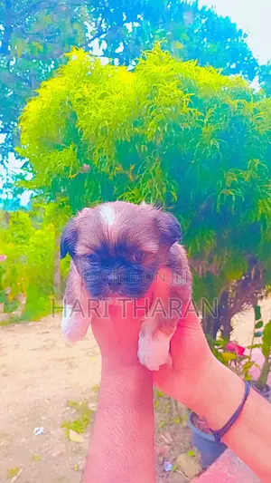 1-3 months Female Purebred Shih Tzu