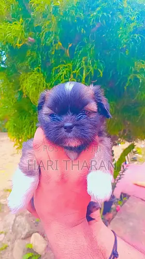 1-3 months Female Purebred Shih Tzu