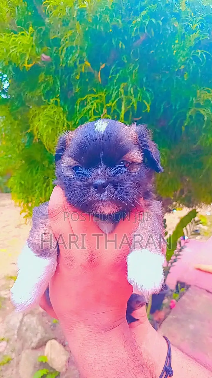 1-3 months Female Purebred Shih Tzu