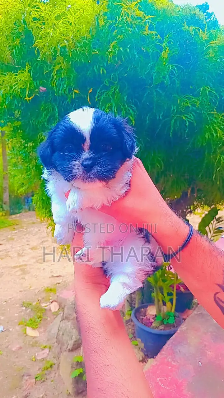 1-3 months Female Purebred Shih Tzu