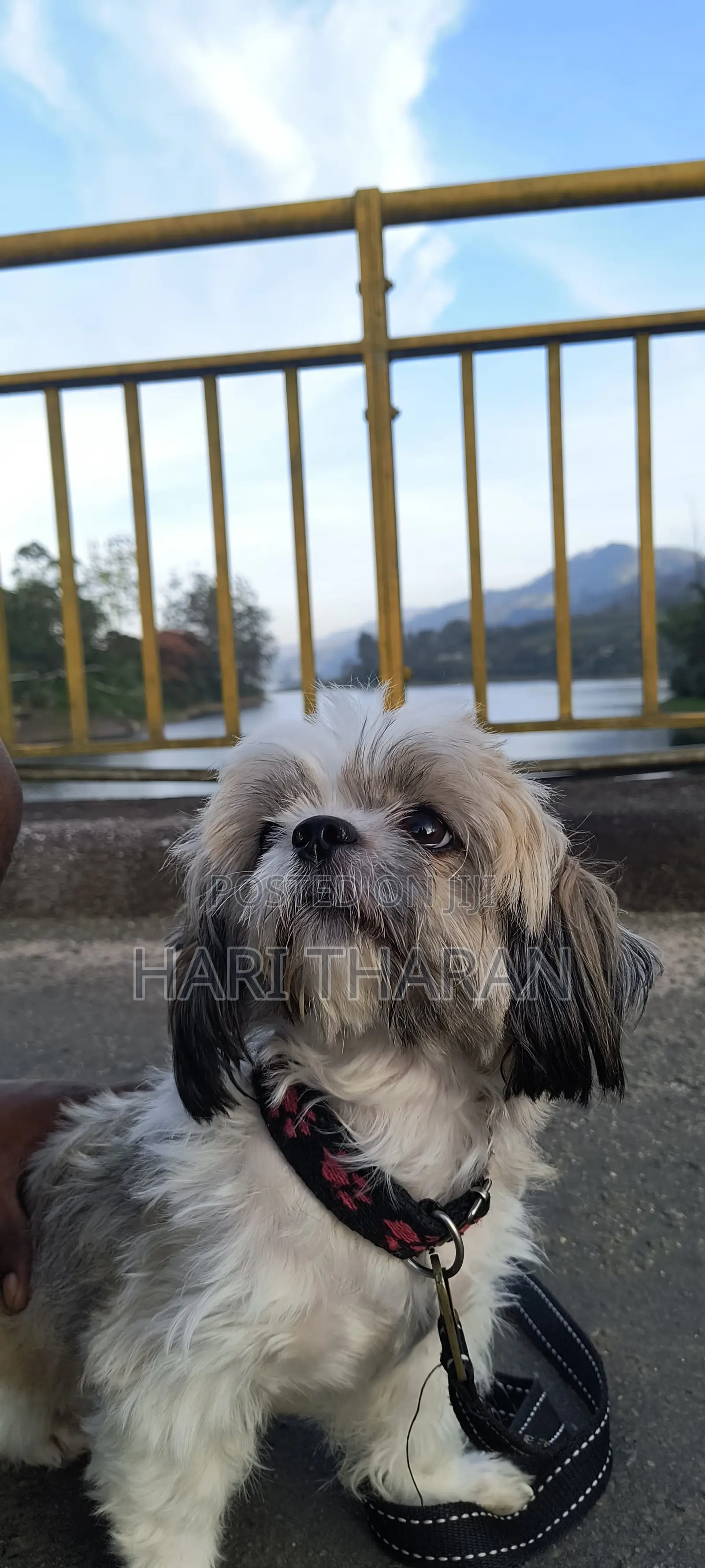 1-3 months Female Purebred Shih Tzu