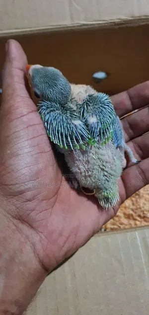 Green Parrot