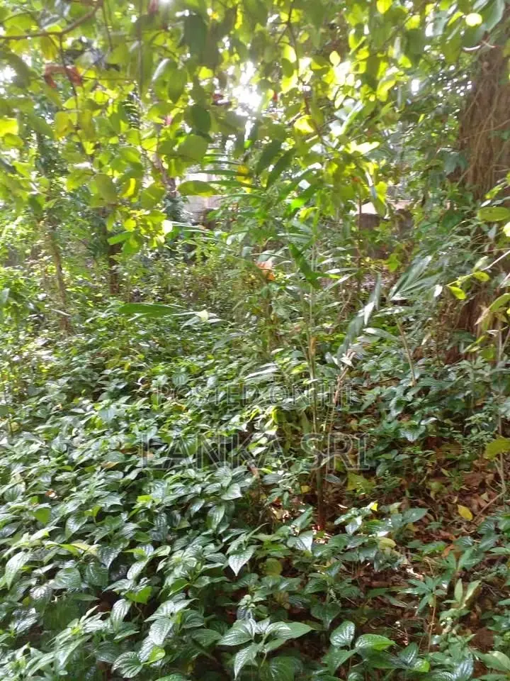 26 Perches of Prime Residential Land for Sale in Dehiwala