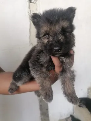 0-1 month Female Purebred German Shepherd