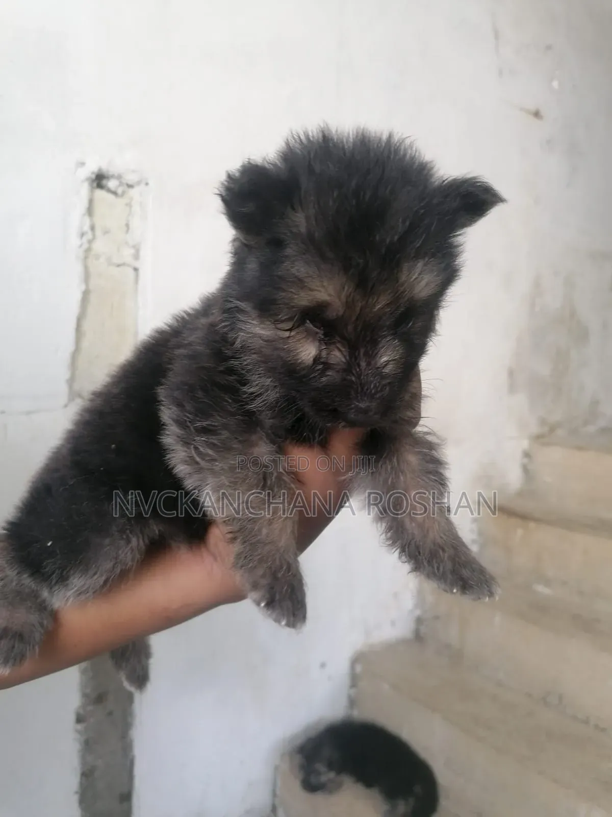 0-1 month Female Purebred German Shepherd