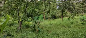 90 Perches Land for Sale in Bopitiya (Giriulla)