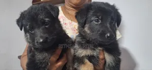 0-1 month Male Purebred German Shepherd
