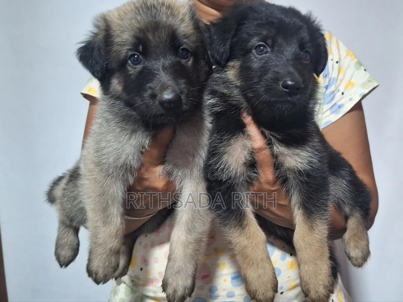 0-1 month Male Purebred German Shepherd
