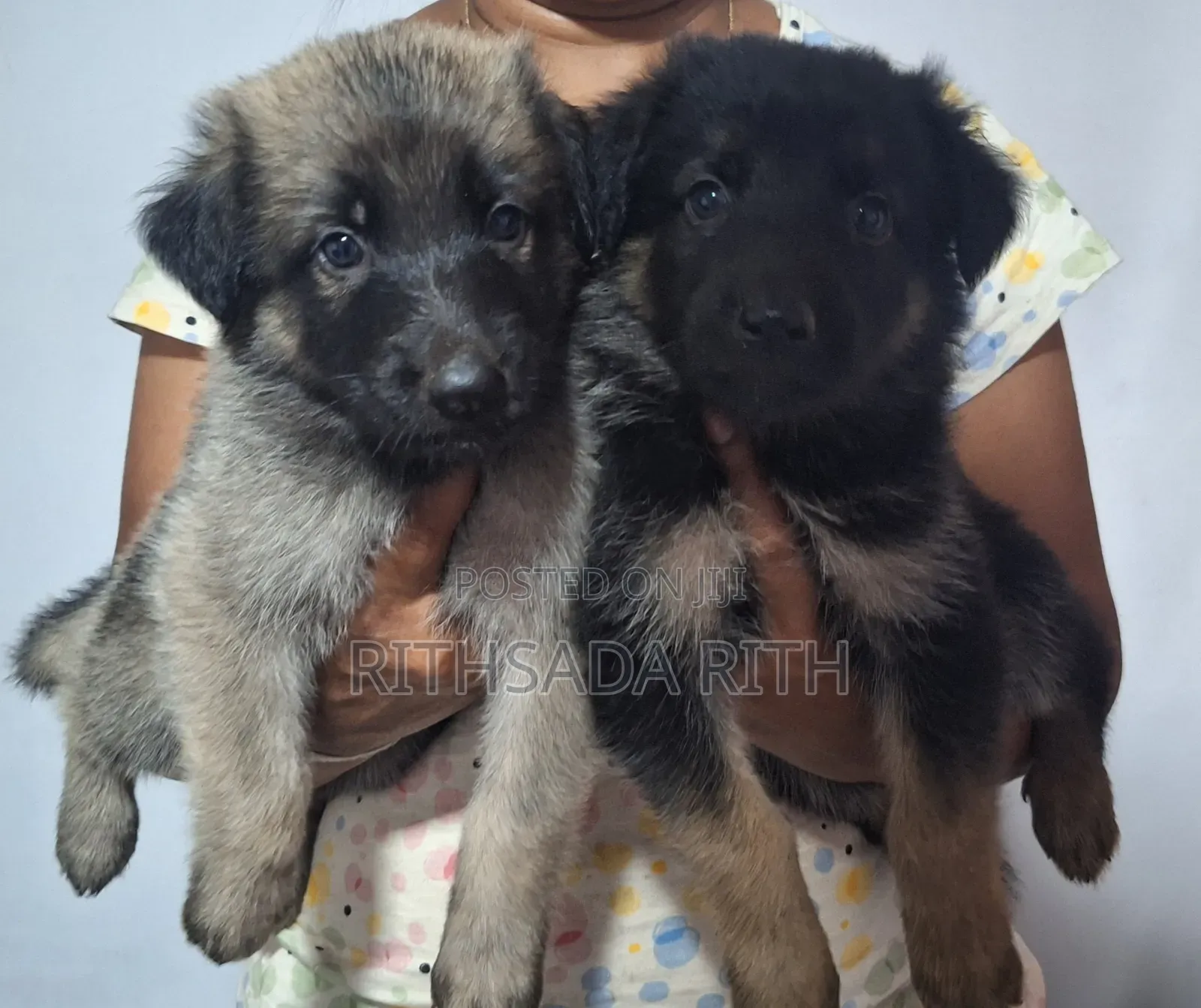 0-1 month Male Purebred German Shepherd