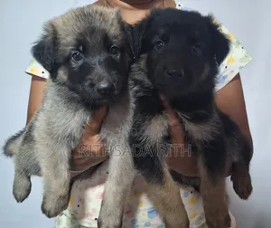 0-1 month Male Purebred German Shepherd