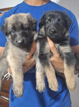 0-1 month Male Purebred German Shepherd