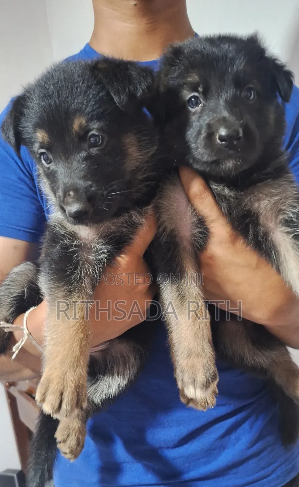 0-1 month Male Purebred German Shepherd