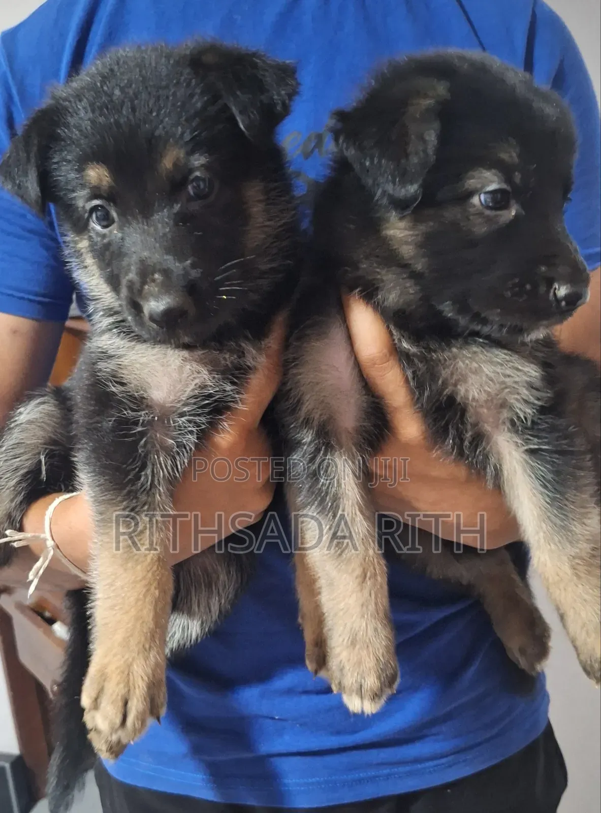 0-1 month Male Purebred German Shepherd