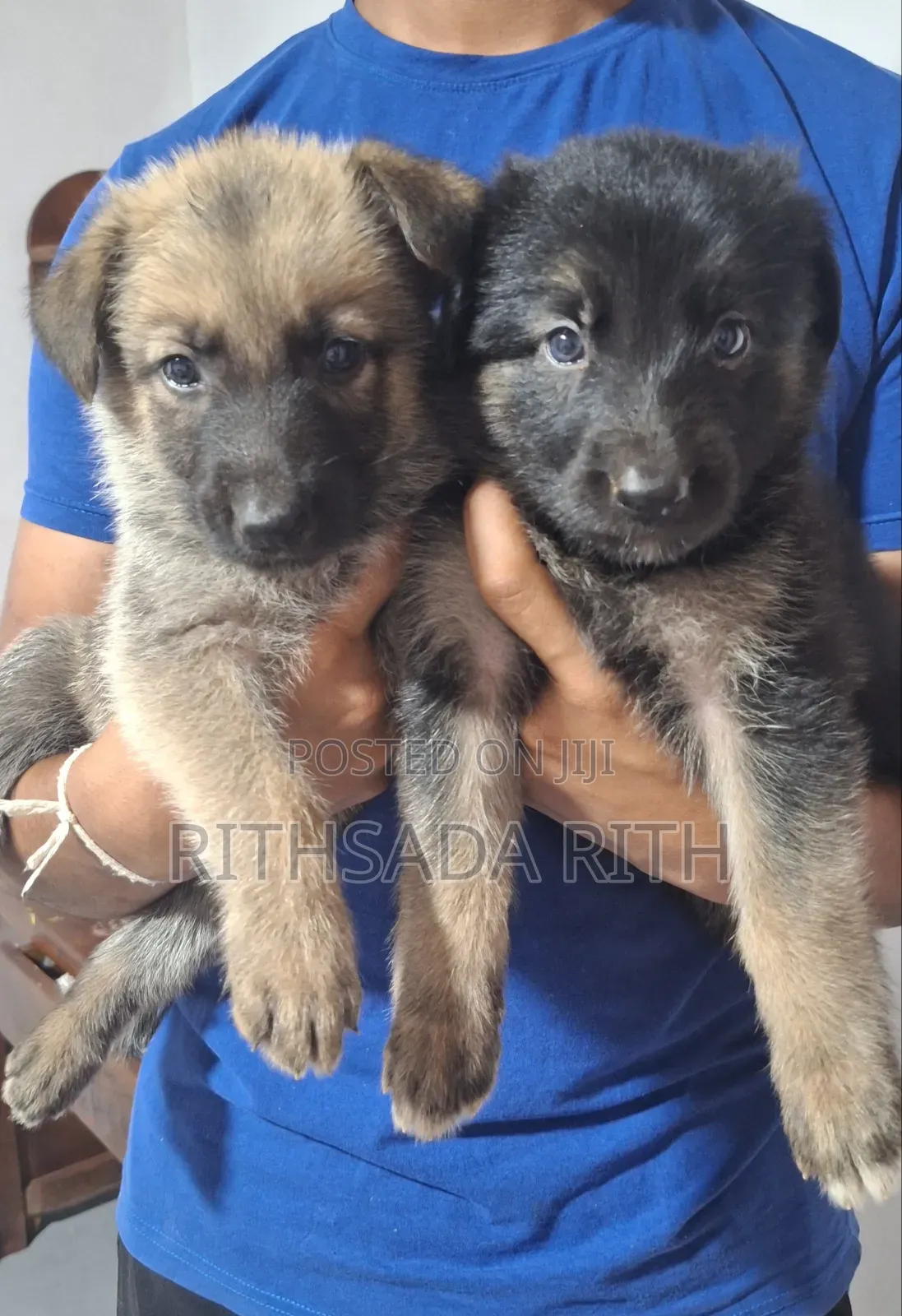 0-1 month Male Purebred German Shepherd