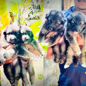 0-1 month Male Purebred German Shepherd
