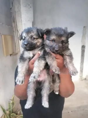 1-3 months Female Purebred German Shepherd