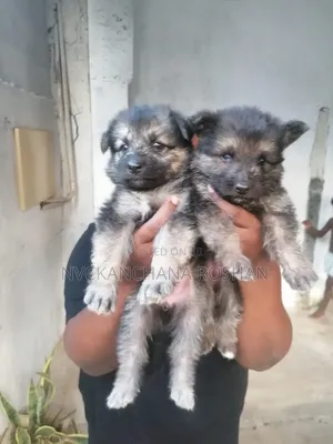 1-3 months Female Purebred German Shepherd