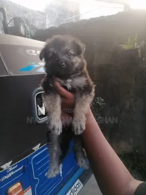 1-3 months Female Purebred German Shepherd