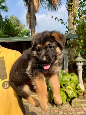 1-3 months Female Purebred German Shepherd