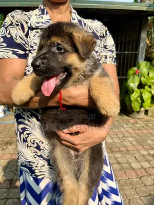 1-3 months Female Purebred German Shepherd