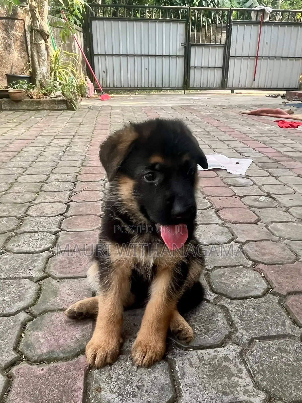 1-3 months Female Purebred German Shepherd