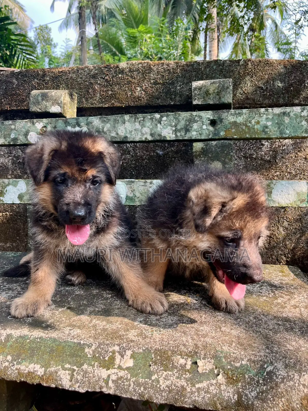 1-3 months Female Purebred German Shepherd
