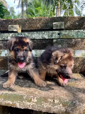 1-3 months Female Purebred German Shepherd