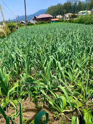 Land for Sale in Nuwara Eliya