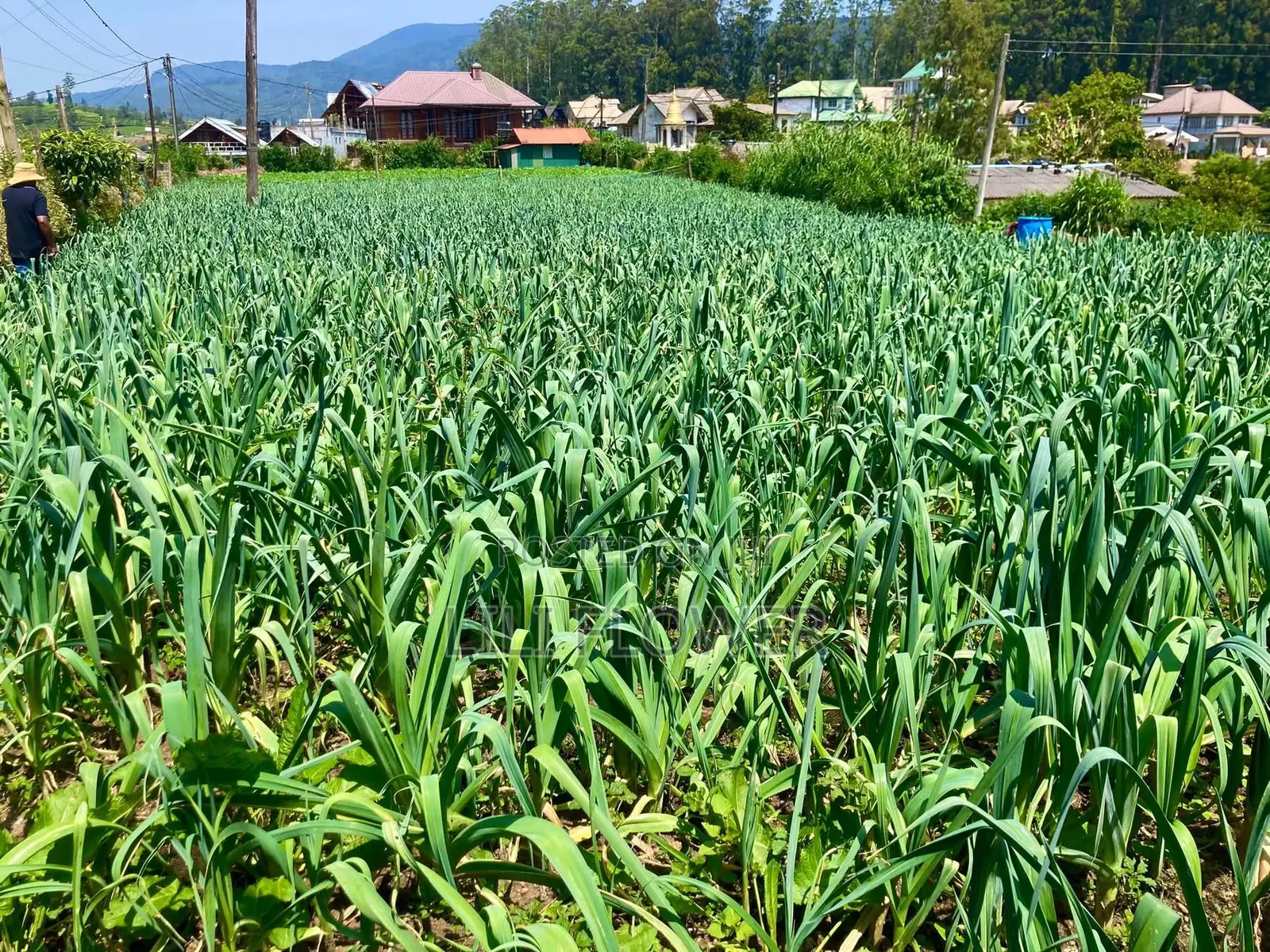 Land for Sale in Nuwara Eliya