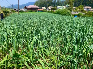 Land for Sale in Nuwara Eliya