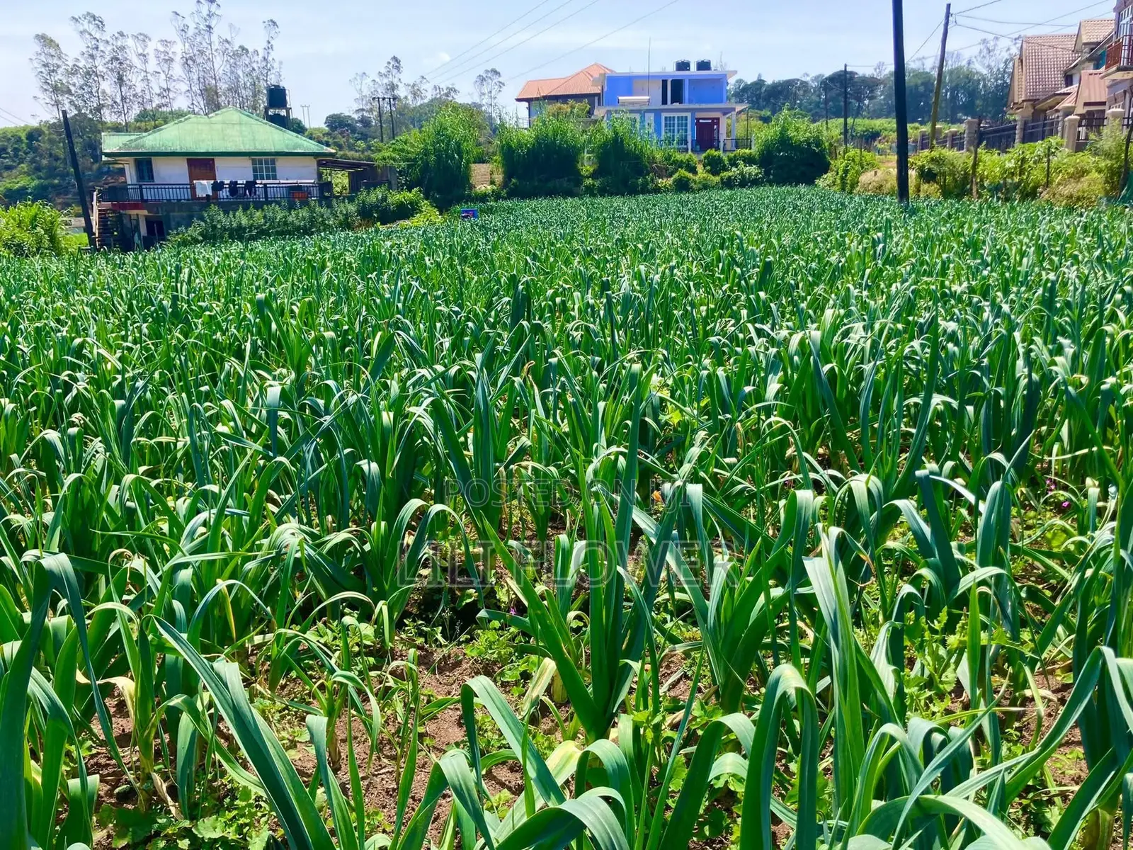 Land for Sale in Nuwara Eliya