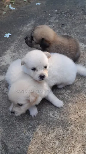 0-1 month Male Purebred Pomeranian